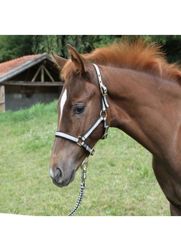Licol Classique KERBL Pour Poney - Bleu, Nylon Souple, Bouclerie Inox, Réglable